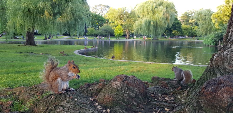 Eichhörnchen im Park