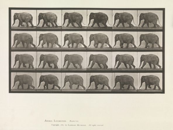 Animal Locomotion