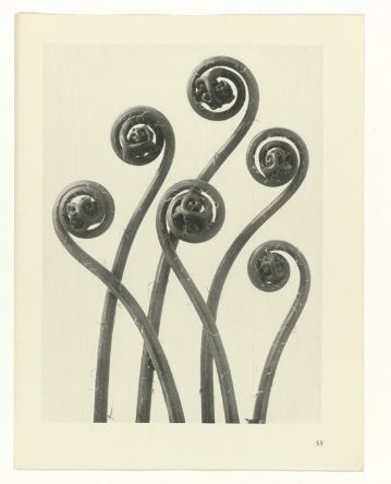 Studie aus "Urformen der Natur"