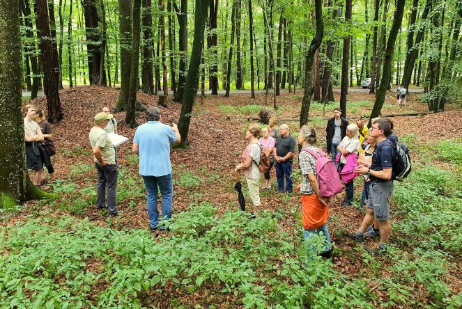 Wald