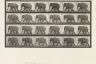 Animal Locomotion
