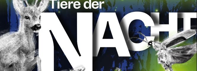 Plakat Tiere der Nacht, von links nach rechts: Reh, Eule, Schmetterling und Motte