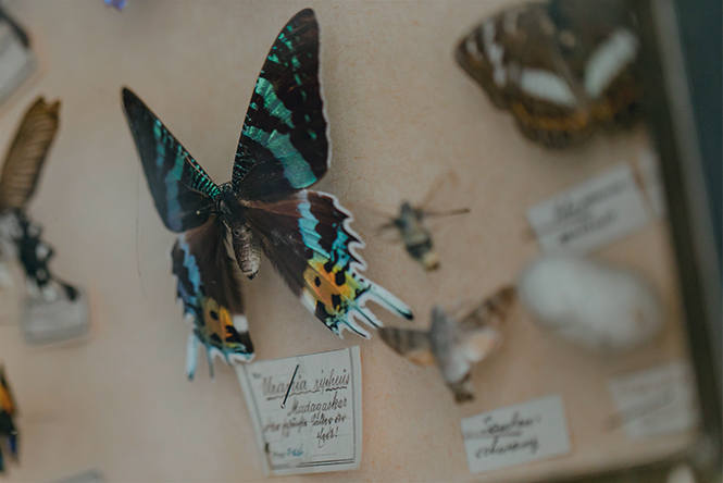 Schmetterlinge