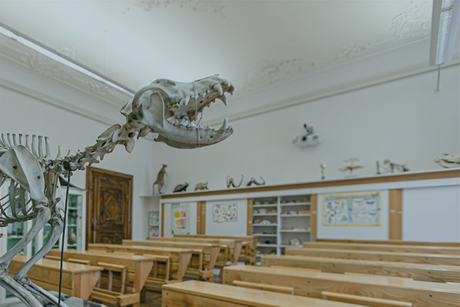 Klassenzimmer mit Tierskelett