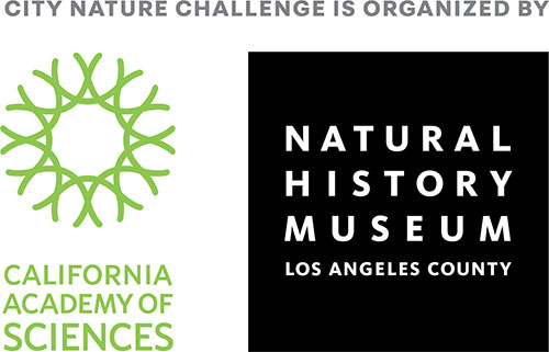 City Nature Challenge organized by