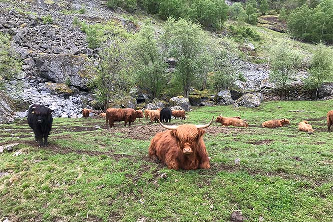 CHePiCC online Summer School Norway 2022