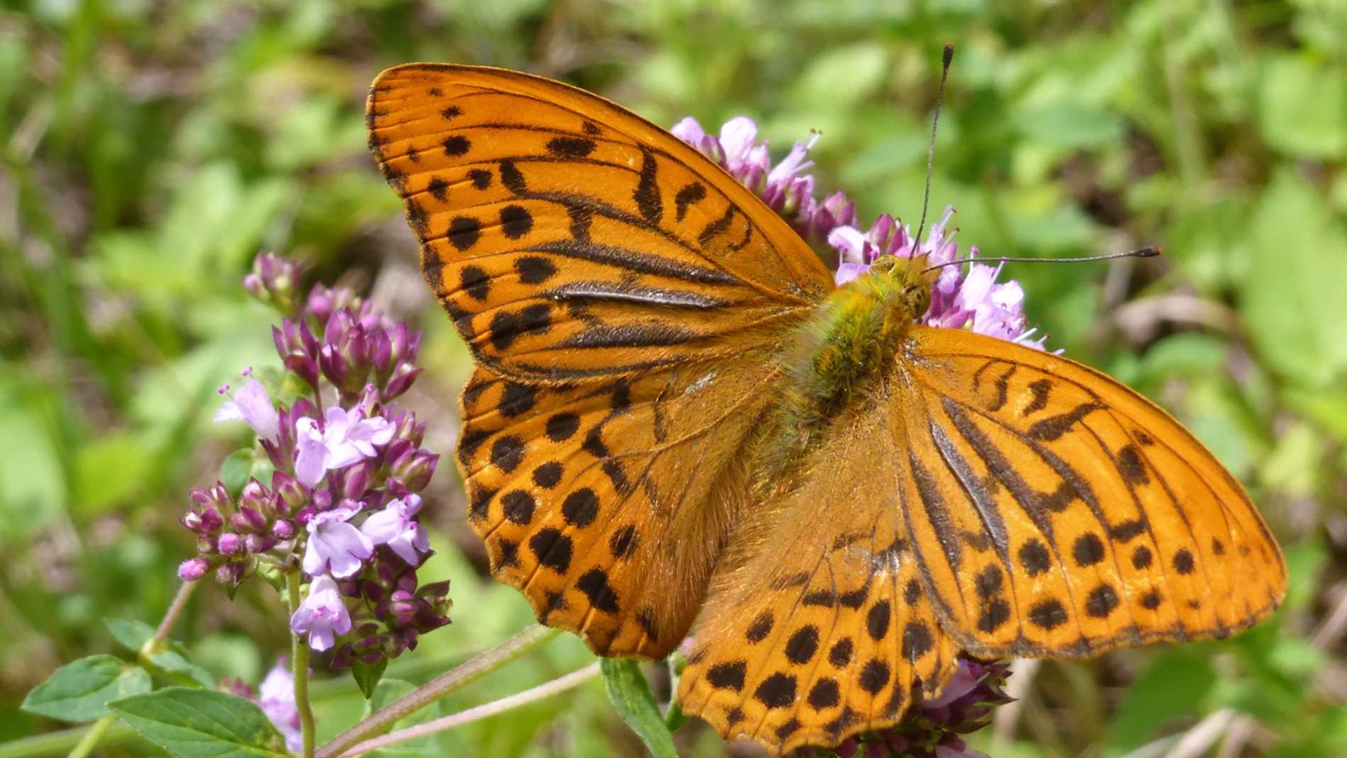 Bild Schmetterling