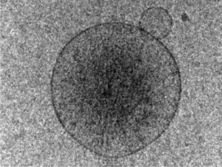 EV Kryoelektronenmikroskop
