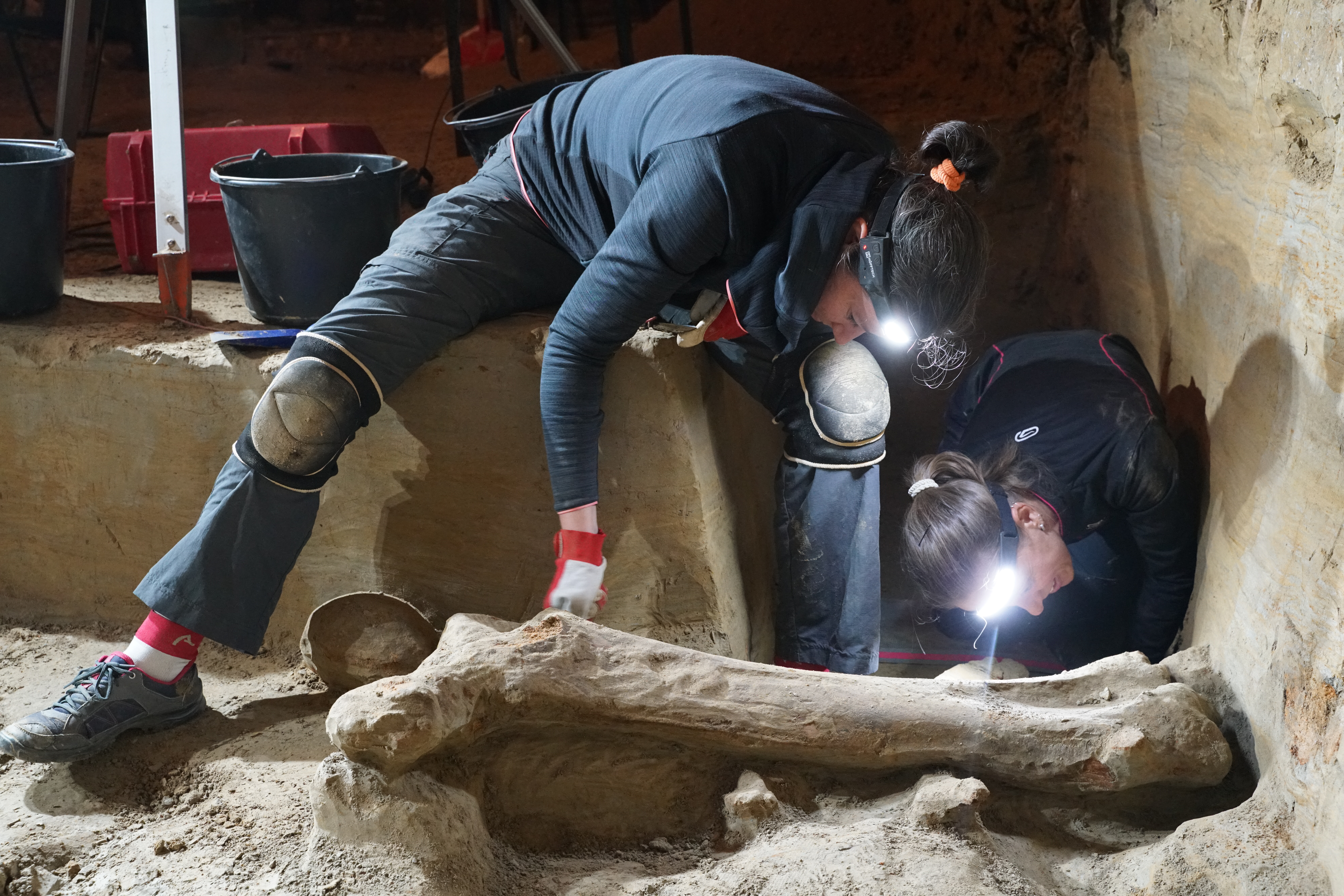 Archäologische Freilegung eines Mammutoberschenkels
