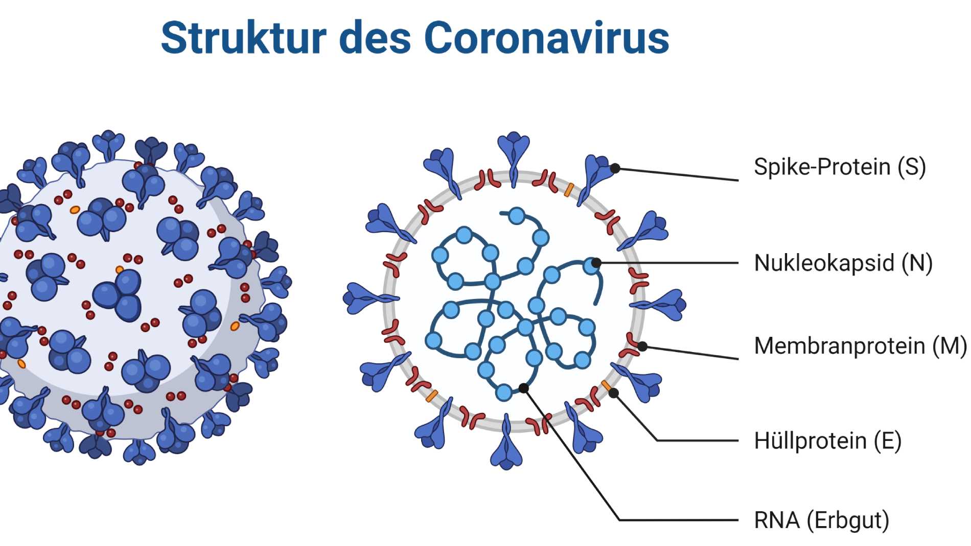 Bild Coronavirus