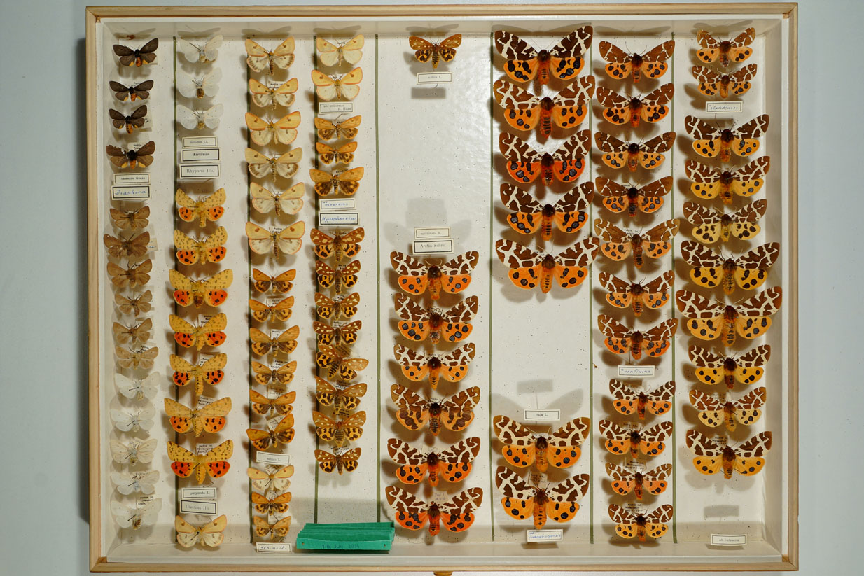 Schmetterlingssammlung